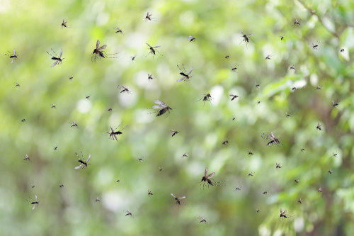 Uczulenie na komary i osy: Objawy i leczenie