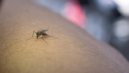 Malaria: Objawy i przebieg choroby